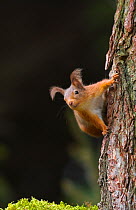 Red squirrel (Sciurus vulgaris) on tree trunk, Scotland, UK