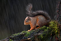 Red squirrel (Sciurus vulgaris) in snow, with some settled on tail, sitting on a branch, Scotland, UK