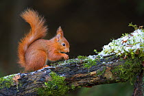 Red squirrel (Sciurus vulgaris) on branch with some snow on it, Scotland, UK
