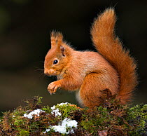 RF- Red squirrel (Sciurus vulgaris) sitting on moss covered branch, Scotland, UK. (This image may be licensed either as rights managed or royalty free.)