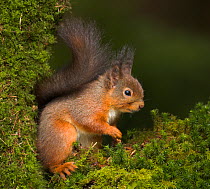 Red squirrel (Sciurus vulgaris) on moss, Scotland, UK
