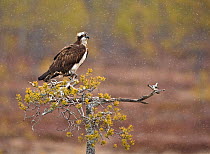 Osprey (Pandion haliaetus) perching on the top of a tree in snowstorm, UK, Europe