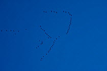 Barnacle goose (Branta leucopsis) flock flying in formation, Islay, Scotland