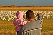 Father and daughter watching Snow geese (Chen caerulescens) feeding in corn field, Bosque del Apache, New Mexico, USA