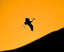 RF- Sandhill crane (Grus canadensis) returning to roost at sunset silhouetted, Bosque del Apache, New Mexico, USA. (This image may be licensed either as rights managed or royalty free.)