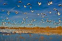 Flock of Snow geese (Chen caerulescens) taking off, Bosque del Apache, New Mexico, USA