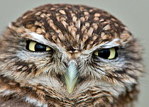 Little owl (Athena noctua) head portrait, captive, UK