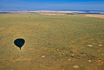 Common wildebeest (Connochaetes taurinus) migrating, seen from a balloon with its shadow on the ground, Masai Mara, Kenya, Africa