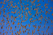 Flock of Knot (Calidris canuta) in flight, UK