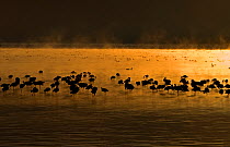 Lesser flamingos (Phoenicopteriformes minor) feeding in morning mist, Lake Nakuru NP, Kenya, Africa