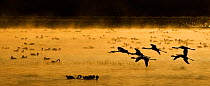 Six Lesser Flamingos (Phoenicopteriformes minor) flying over lake with others feeding in morning mist, Lake Nakuru NP, Kenya, Africa