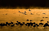 Lesser flamingo (Phoenicopteriformes minor) feeding in morning mist with six flying over water, Lake Nakuru NP, Kenya, Africa