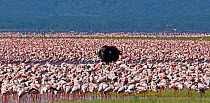 Cape buffalo (Syncerus caffer) feeding amongst Flamingo flocks, Lake Nakuru NP, Kenya, Africa