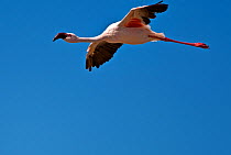 Greater flamingo (Phoenicopteriformes roseus) in flight, Lake Nakuru NP, Kenya, Africa