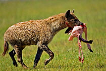 Spotted hyena (Crocatus crocatus) carrying dead Flamingo, Lake Nakuru, Kenya, Africa