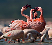 Greater flamingo (Phoenicopteriformes roseus) group displaying, Lake Nakuru, Kenya, Africa