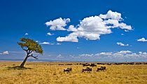 Common wildebeest (Connochaetes taurinus) on plains during migration, Masai Mara, Kenya, Africa