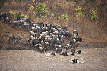 Common wildebeest (Connochaetes taurinus) crossing river on migration in rain, Masai Mara, Kenya, Africa