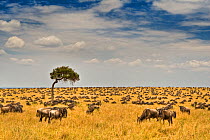 Common wildebeest (Connochaetes taurinus) on migration, Masai Mara, Kenya, Africa