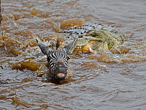 Nile crocodile (Crocodylus niloticus) chasing zebra during migration crossing, Masai Mara, Kenya, Africa