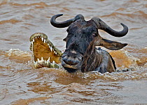 Nile crocodile (Crocodylus niloticus) chasing Wildebeest (Connochaetes taurinus) during migration crossing, Masai Mara, Kenya, Africa