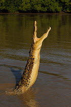 Female Saltwater crocodile (Crocodylus porosus) jumping out of water opening jaws, Northern Territories, Australia
