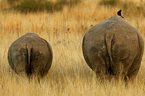Rear view of two White rhinoceroses (Ceratotherium simum) adult and juvenile, in long grass, South Africa