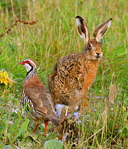 European brown hare (Lepus europaeus) and Red legged partridge (Alectoris rufa) on shooting estate, Wiltshire, UK