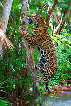 Jaguar (Panthera onca) climbing tree, captive, Belize