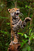 Jaguar (Panthera onca) on tree with paw in air, in rainforest, captive, Belize