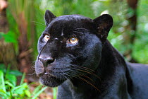 Melanistic Jaguar (Panthera onca) in rainforest, captive, Belize