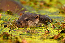 European otter (Lutra lutra) with head above water, captive, UK
