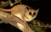 Grey mouse lemur (Microcebus murinus) on branch in spiny forest at night, Madagascar