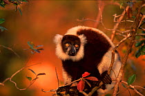 Black and white ruffed lemur (Varecia variagata variagata) in tree, Madagascar, critically endangered species