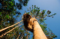 Common brown lemur (Eulemar fulvus) looking down tree, Madagascar
