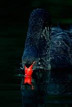 Black swan (Cygnus atratus) drinking with reflection in water, UK