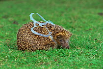 European hedgehog (Erinaceus europeaus) caught in beer can wrapper (photograph taken at vets) UK