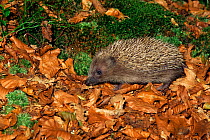 European hedgehog (Erinaceus europeaus) on fallen leaves in autumn, UK