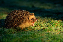 European hedgehog (Erinaceus europeaus) yawning, UK