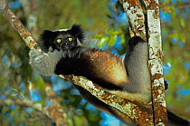 Indri (Indri indri) relaxing in tree, Madagascar