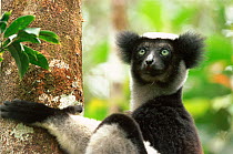 Indri (Indri indri) clinging to tree, in rainforest, Perinet (Andasibe) Reserve, Madagascar