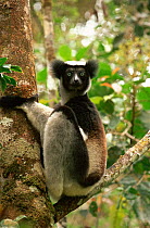 Indri (Indri indri) clinging to tree trunk, rainforest, Perinet (Andasibe) Reserve, Madagascar