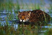 Jaguar (Panthera onca) in river, captive, Brazil