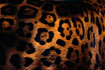 Jaguar (Panthera onca) close-up of coat, captive, Belize