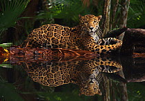 Jaguar (Panthera onca) by rainforest pool with reflection in water, captive, Belize