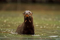 Giant otter (Pteronura brasiliensis) standing alert in water, Brazil