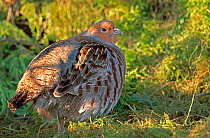Grey partridge (Perdix perdix) on ground, UK