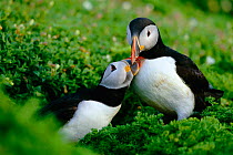 RF- Puffin (Fratercula arctica) pair greeting, Skomer, UK. (This image may be licensed either as rights managed or royalty free.)