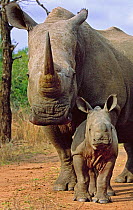 White rhinoceros (Ceratotherium simum) mother with calf, Swaziland