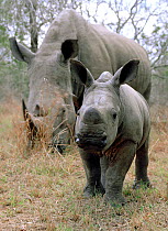 White rhinoceros (Ceratotherium simum) mother feeding with inquisitive calf, Mkhaya, Swaziland